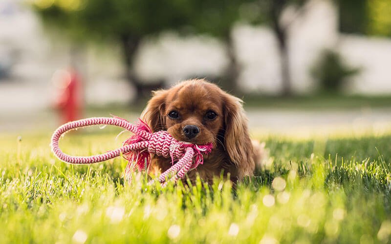 Pets for Sales in New Jersey USA